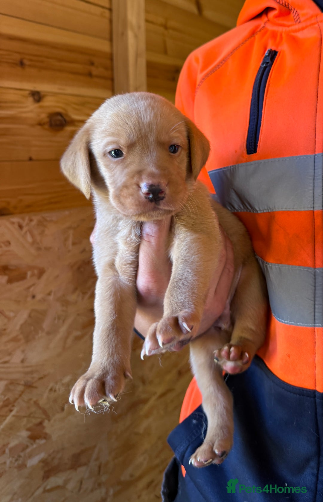 Labrador Retriever dogs for sale: Stunning kc registerd fox Red / Golders labradors  - Image 9