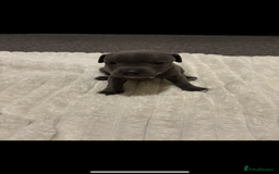 Staffordshire Bull Terrier dogs for sale: KC Registered Blue Staffordshire Bull Terrier  - Image 11