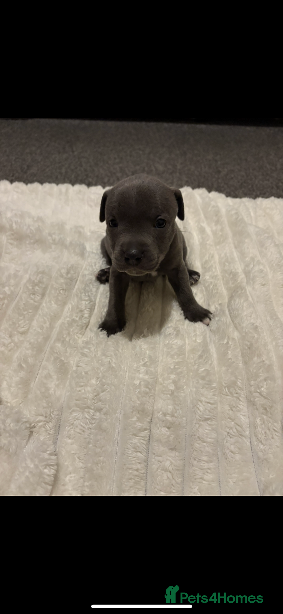 Staffordshire Bull Terrier dogs for sale: KC Registered Blue Staffordshire Bull Terrier  - Image 11