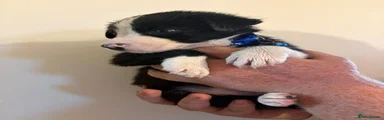 Border Collie 1