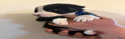 Border Collie dogs for sale: border coller puppy  - Advert 2