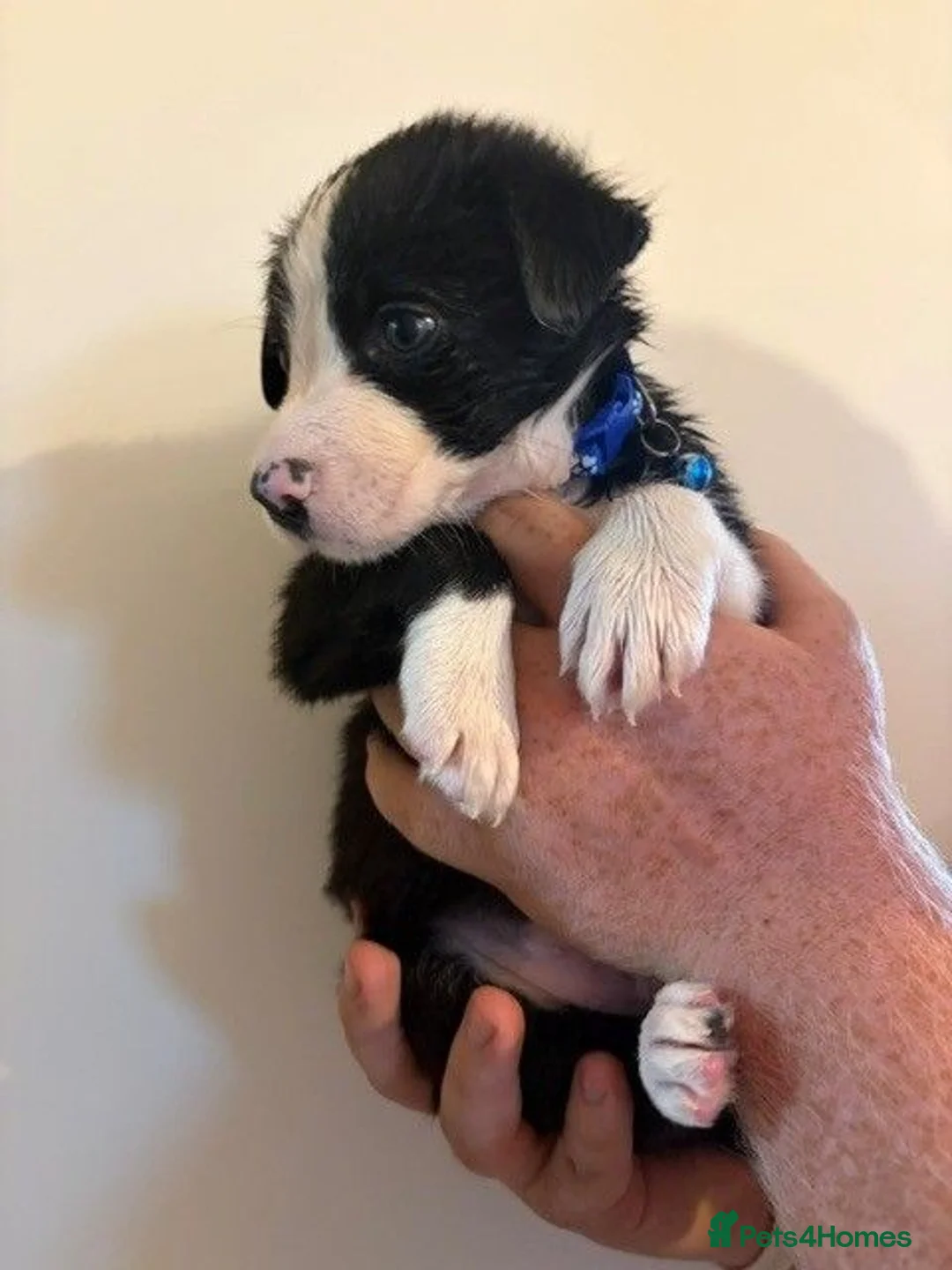 Border Collie dogs for sale: border coller puppy  - Advert 2