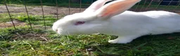 Mixed Breed rabbits for sale: Friendly dwarf-mix bunnies - Advert 9