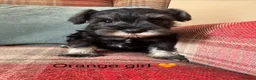 Miniature Schnauzer dogs for sale: KC registered, health tested puppies available  - Advert 11