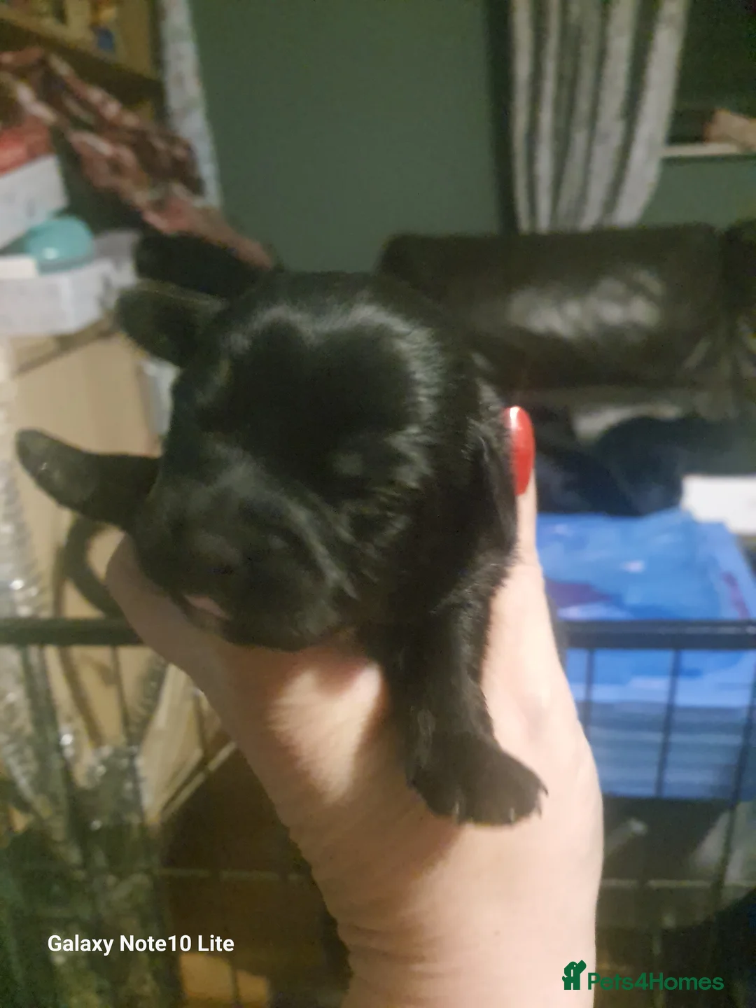 Mixed Breed dogs for sale: Boodles - Advert 2