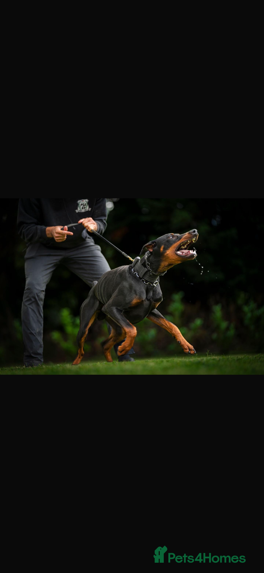 Dobermann dogs for sale: Superb rare champion working Dobermans 🇺🇸🇳🇱  - Advert 10