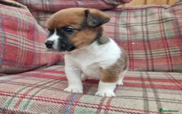 Jack Russell dogs for sale: Traditional Jack Russell Pups DNA Health Tested  - Image 30