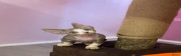 Devon Rex cats for sale: Beautiful pure Devon Rex kittens  - Advert 7