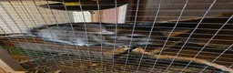 Chinchilla rodents for sale: Cutest baby chinchillas!  - Advert 5