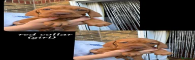 Hungarian Vizsla 6