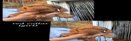 Hungarian Vizsla dogs for sale: Hungarian Vizsla Puppies KC Registered - Advert 28