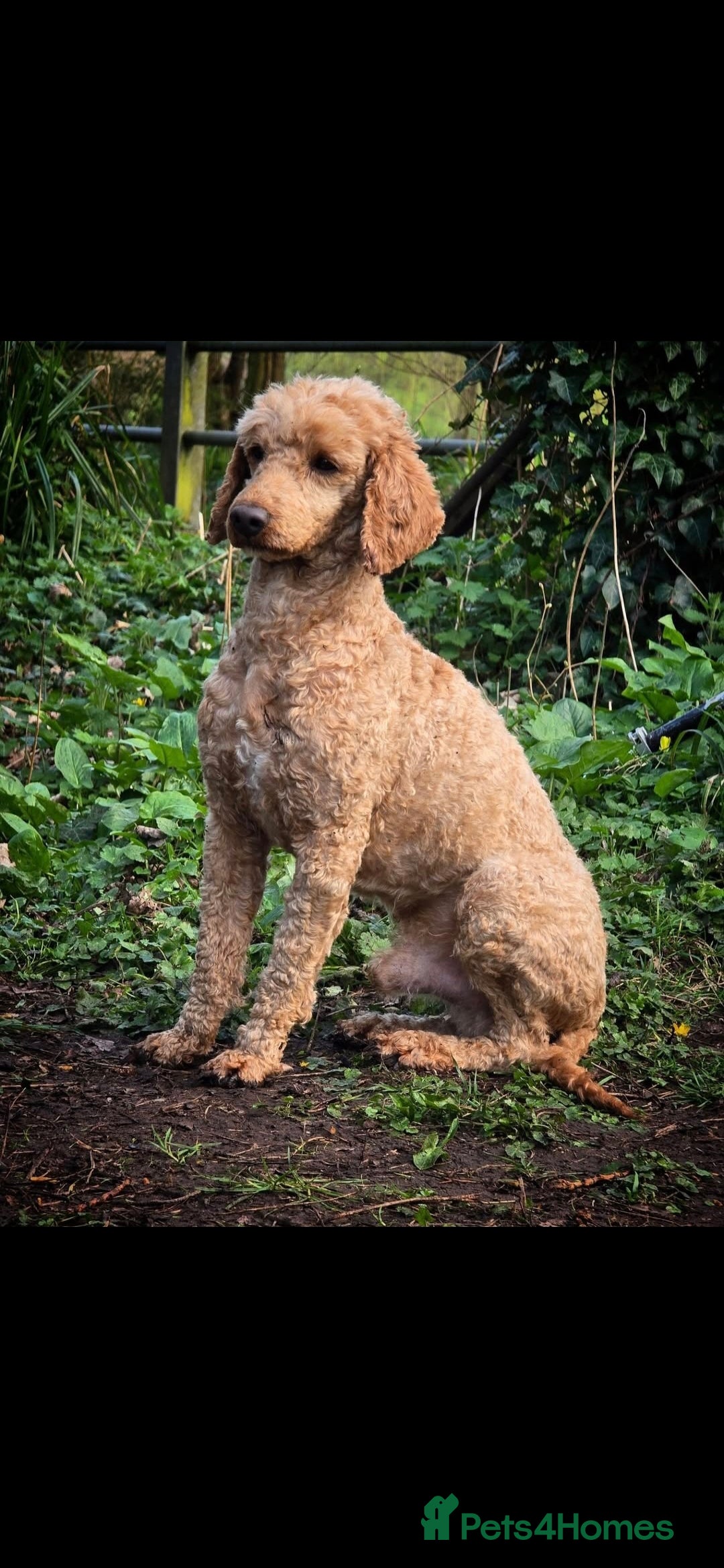 Miniature Poodle dogs for stud: Mini poodle stud. DNA clear - Image 4