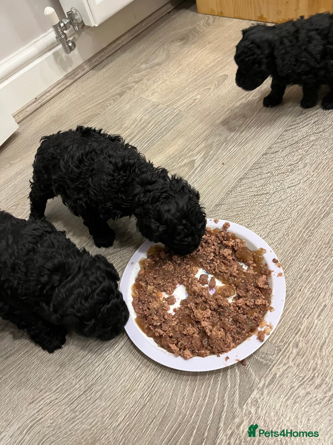 Miniature Poodle dogs for sale: I have 3 black beautiful miniature poodles - Advert 5