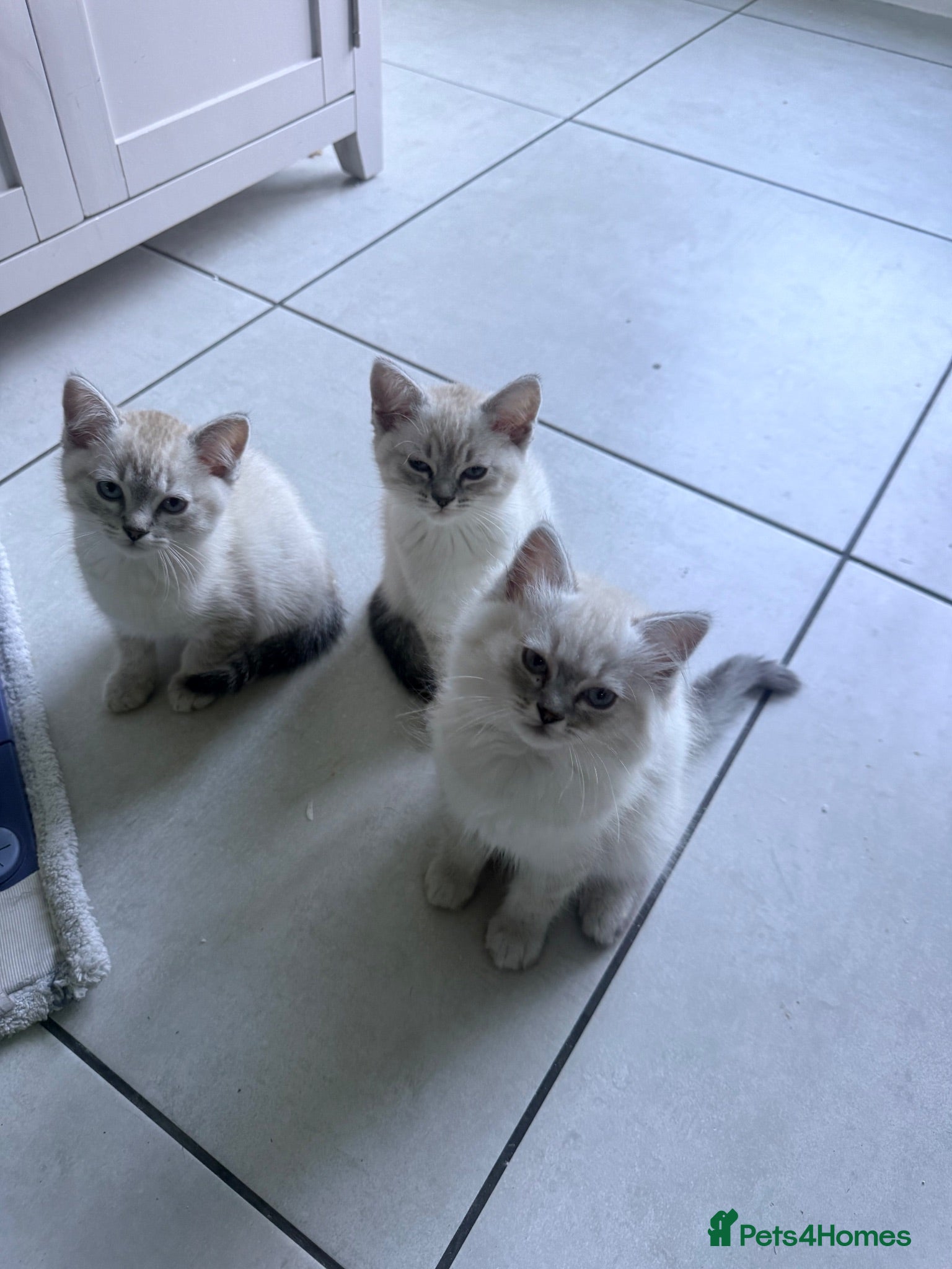 Ragdoll cats Ragdoll kittens lynx point x 3  - Advert 1