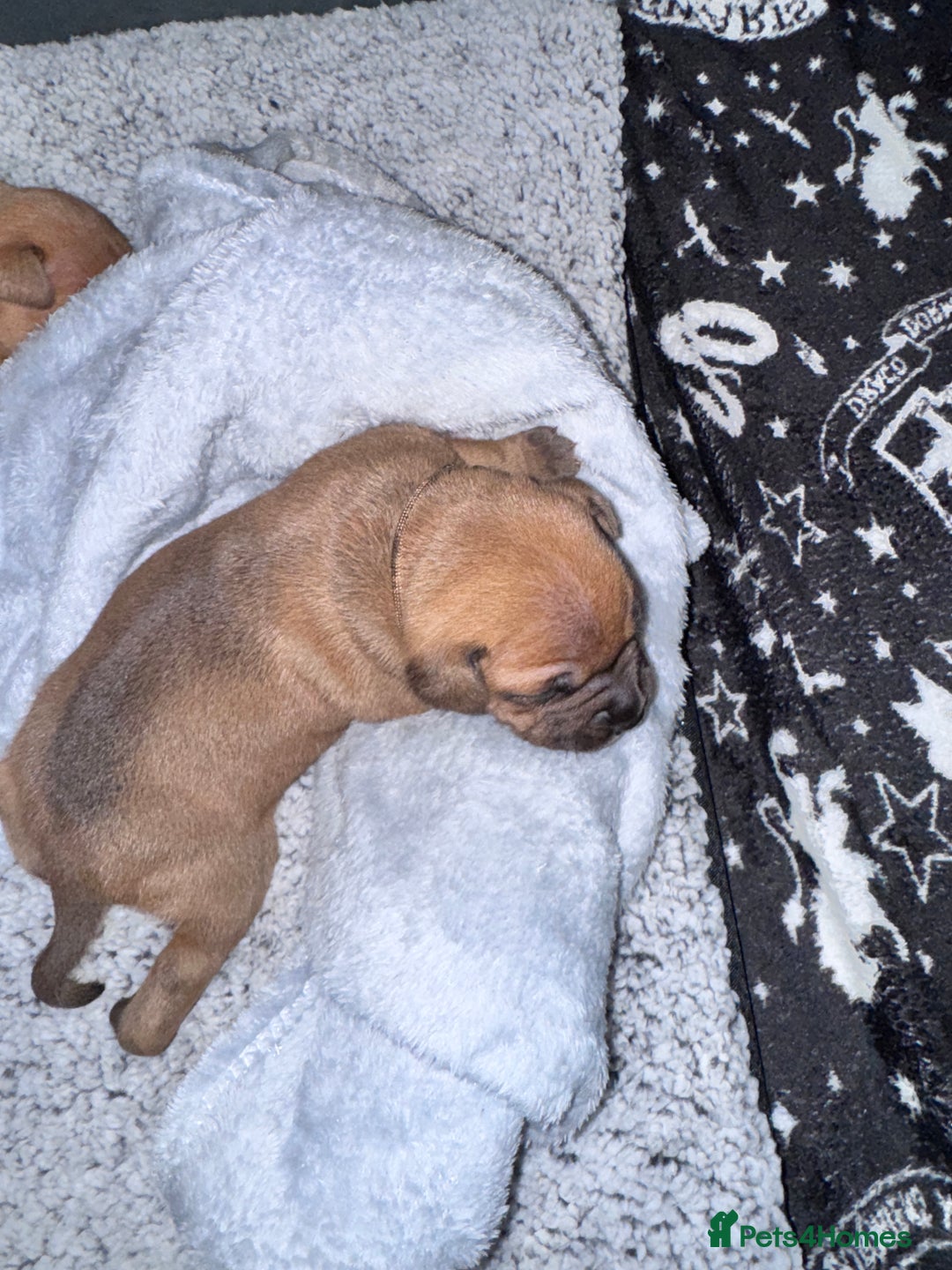 Staffordshire Bull Terrier dogs for sale: Beautiful litter of red staffy pups - Advert 11