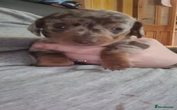 Miniature Dachshund dogs for sale: Kc miniature dachshunds - Image 11