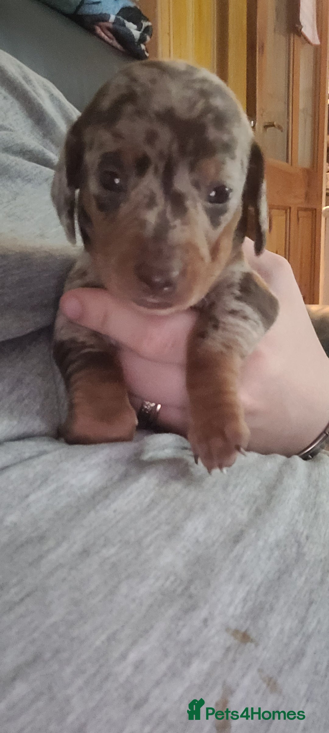 Miniature Dachshund dogs for sale: Kc miniature dachshunds - Image 11