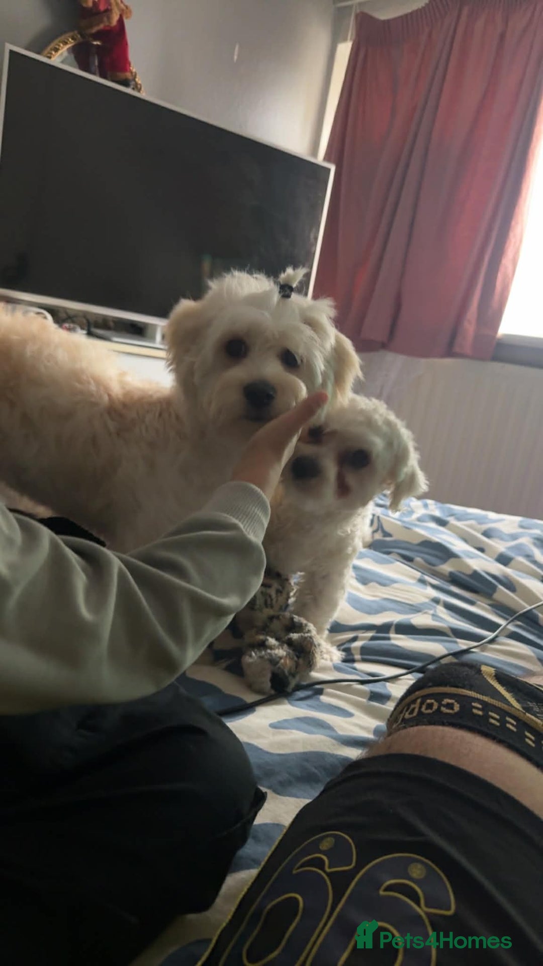 Havanese dogs for sale: Havanese - Advert 12