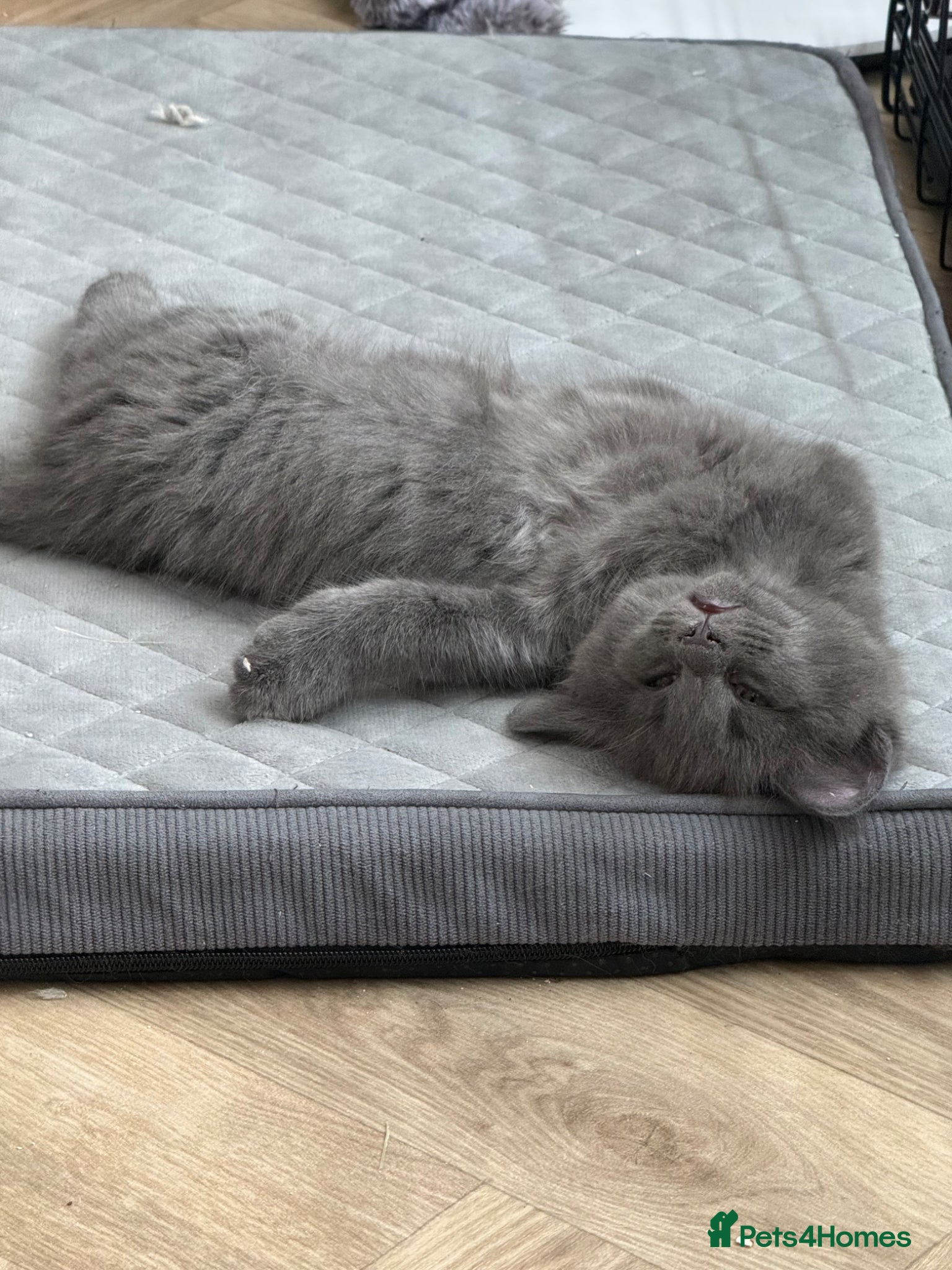 Maine Coon cats for sale: Stunning XL Maine Coon Kittens - Advert 4