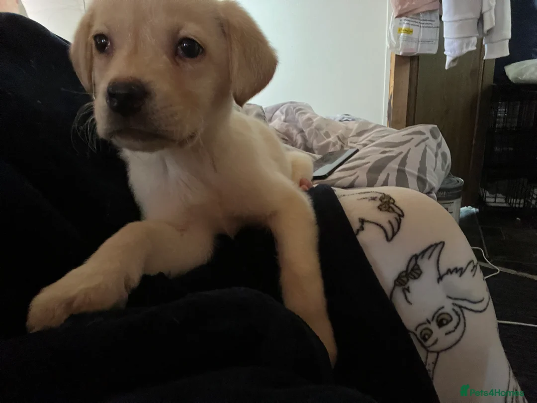 Labrador Retriever dogs for sale: Labrador puppys - Advert 2