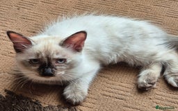 Turkish Angora cats for sale: Turkish angora  - Image 25