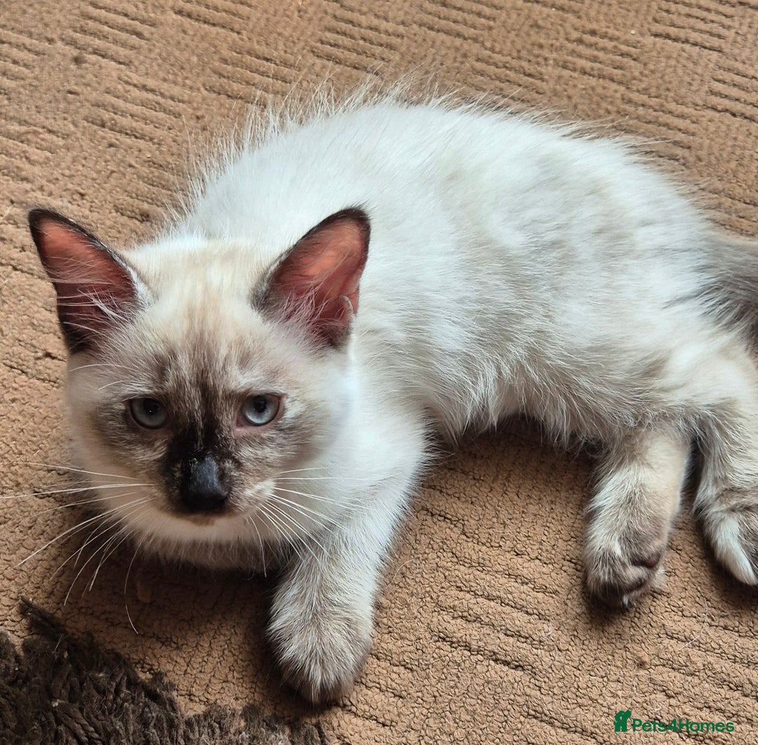 Turkish Angora cats for sale: Turkish angora  - Image 25
