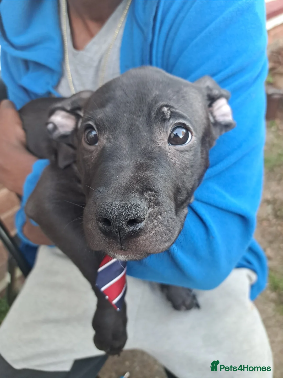 Mixed Breed dogs for sale: American Bulldog x Presa De Canario x Malinois Mix in London - Advert 2