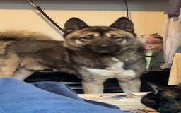 Huskita dogs for sale: Beautiful Huskita  - Image 2