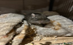 Degus rodents for sale: 2 male degus  - Image 4