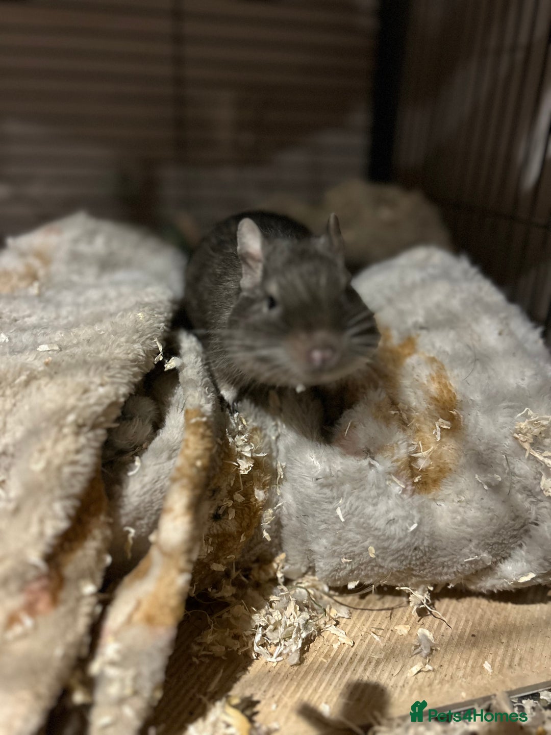 Degus rodents for sale: 2 male degus  - Image 4