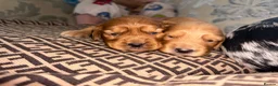 Cocker Spaniel dogs for sale: Cocker spaniel puppy’s  - Advert 13