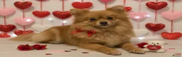 Pomeranian dogs for sale: 9 month old Pomeranian adorably happy  - Advert 3