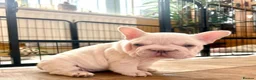 French Bulldog dogs for sale: French Bulldog Puppies  2 Boys & 1 Girl - Advert 7