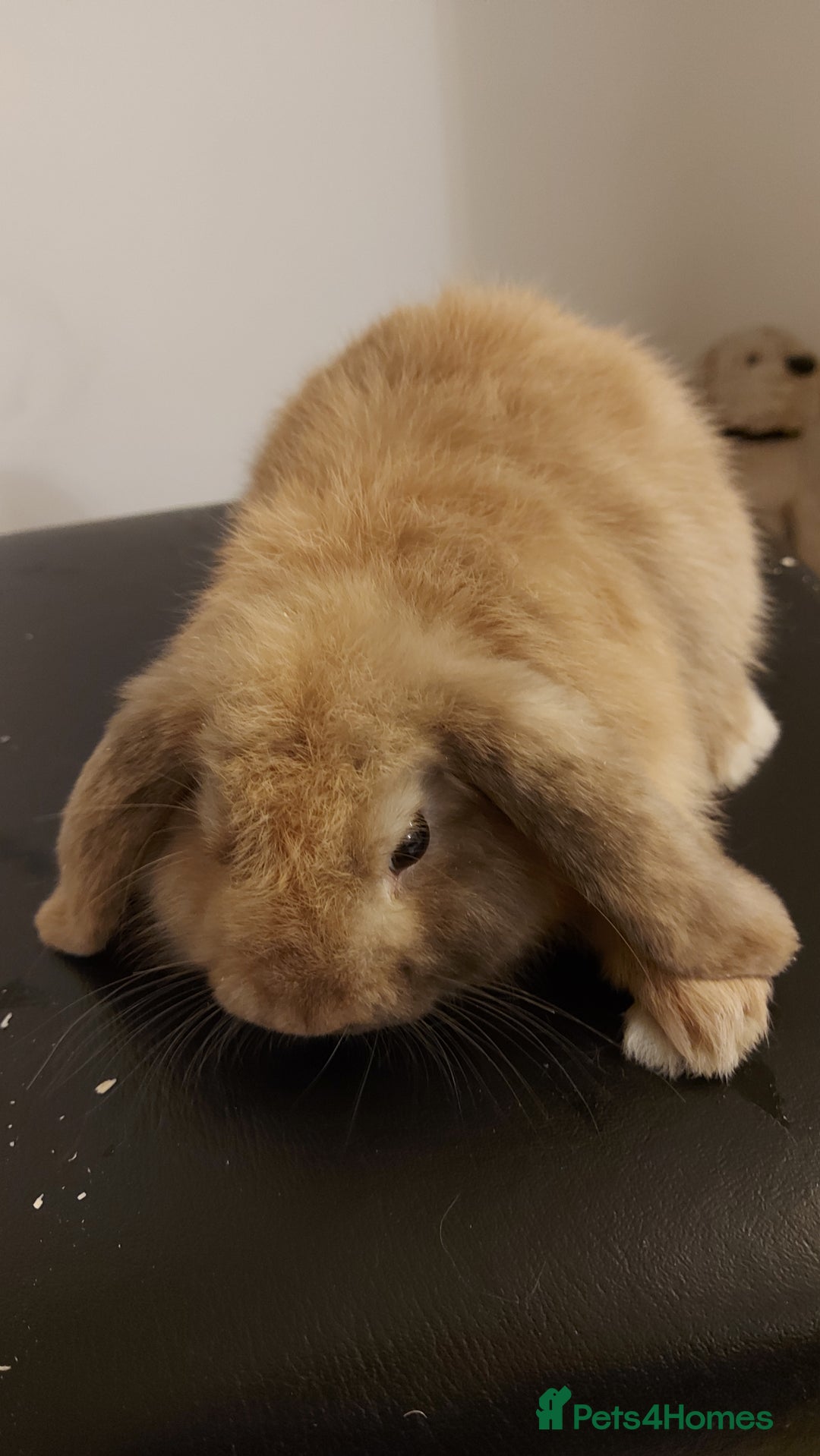 Mini Lion Lop rabbits for sale: Mini lops rabbit's  - Advert 2
