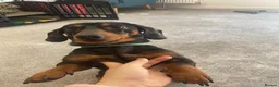 Dachshund dogs for sale: Miniature dachshund  - Advert 2