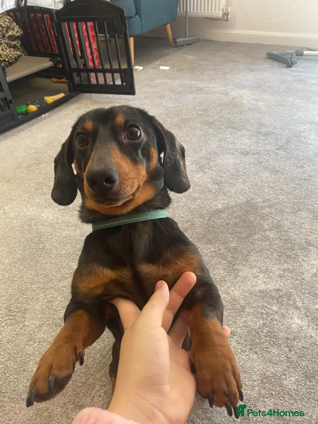 Dachshund dogs for sale: Miniature dachshund  - Advert 2