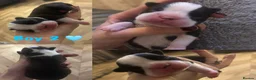 Boston Terrier dogs for sale: Willow’s Lovely Puppies 🐾 - Advert 10