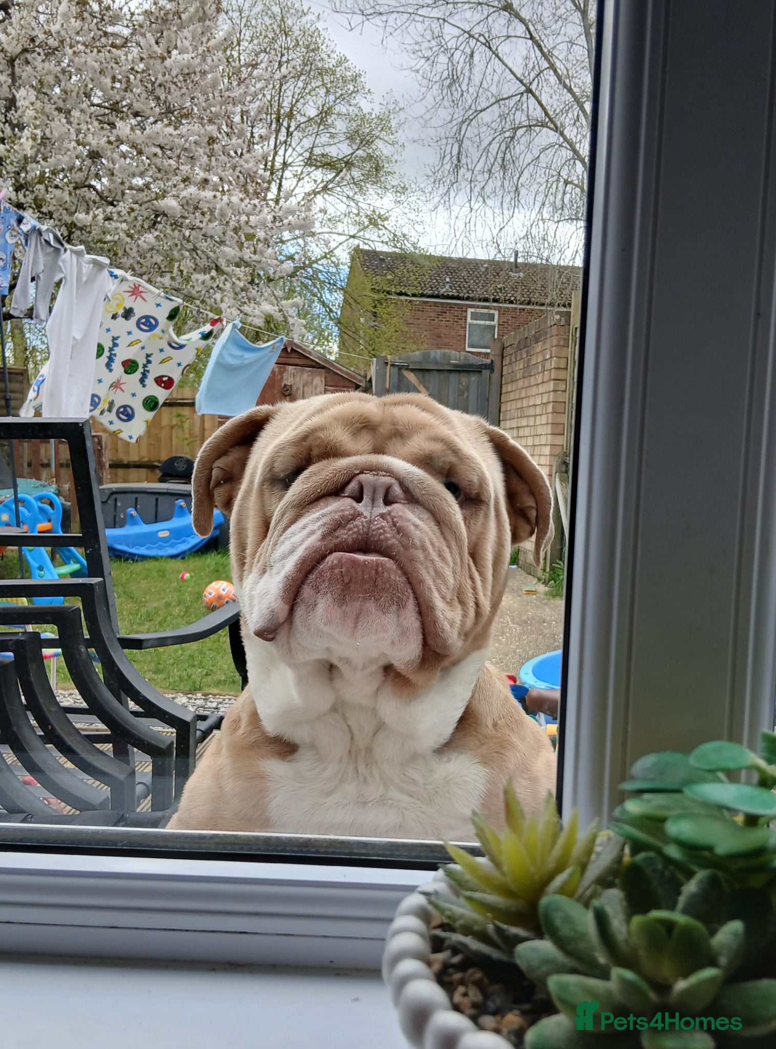 English Bulldog dogs Beautiful English bulldog Reggie - Advert 1