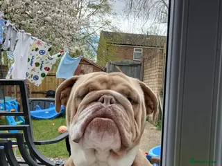 English Bulldog dogs Beautiful English bulldog Reggie - Advert 1