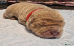 Shar Pei dogs for sale: Male Shar peis - Image 21