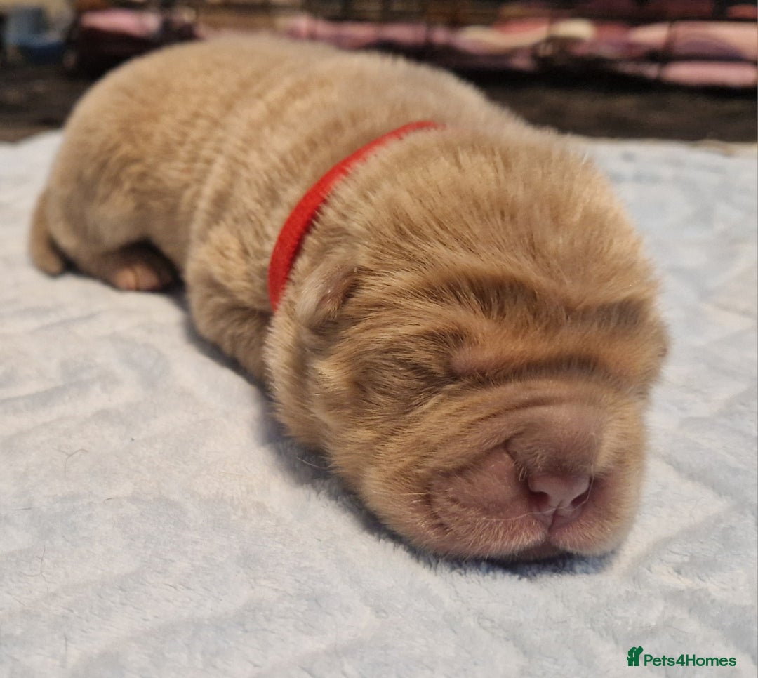 Shar Pei dogs for sale: Male Shar peis - Image 21