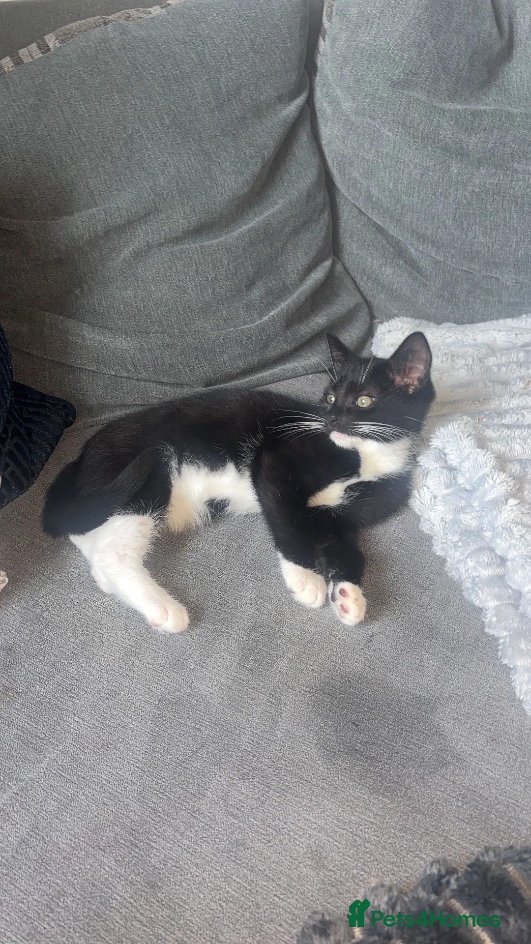 Mixed Breed cats for sale: Boy kitten - Advert 4