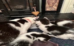 British Longhair cats for sale: Unusual markings  - Image 10