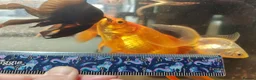 Goldfish fish for sale: Goldfish , Veiltail , Fancy, Telescope black in Glasgow - Advert 14