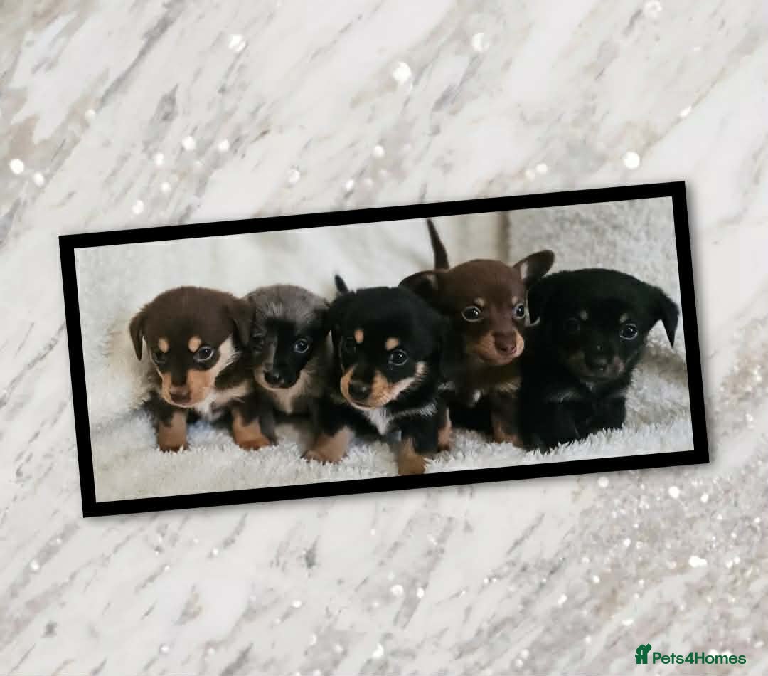 Mixed Breed dogs Dachshund x Pomeranian  - Advert 2