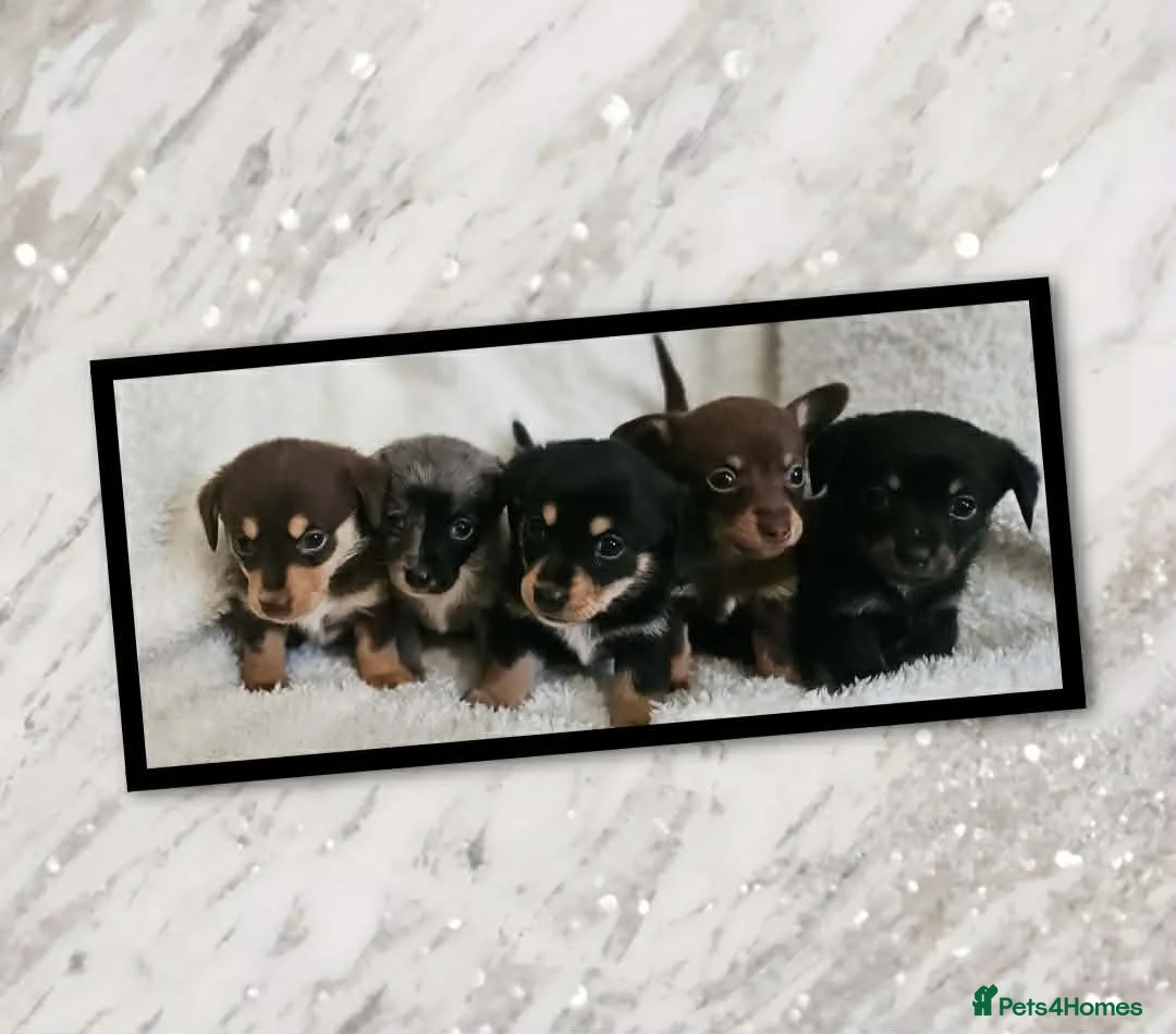 Mixed Breed dogs for sale: Dachshund x Pomeranian  - Advert 2