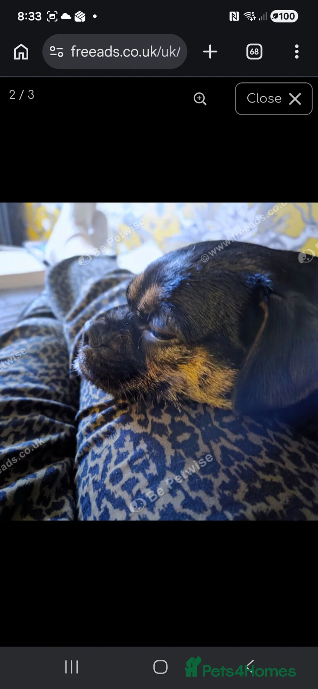 Jug dogs for sale: Beautiful 3 Year Old Female Jug  in Bodmin - Advert 3