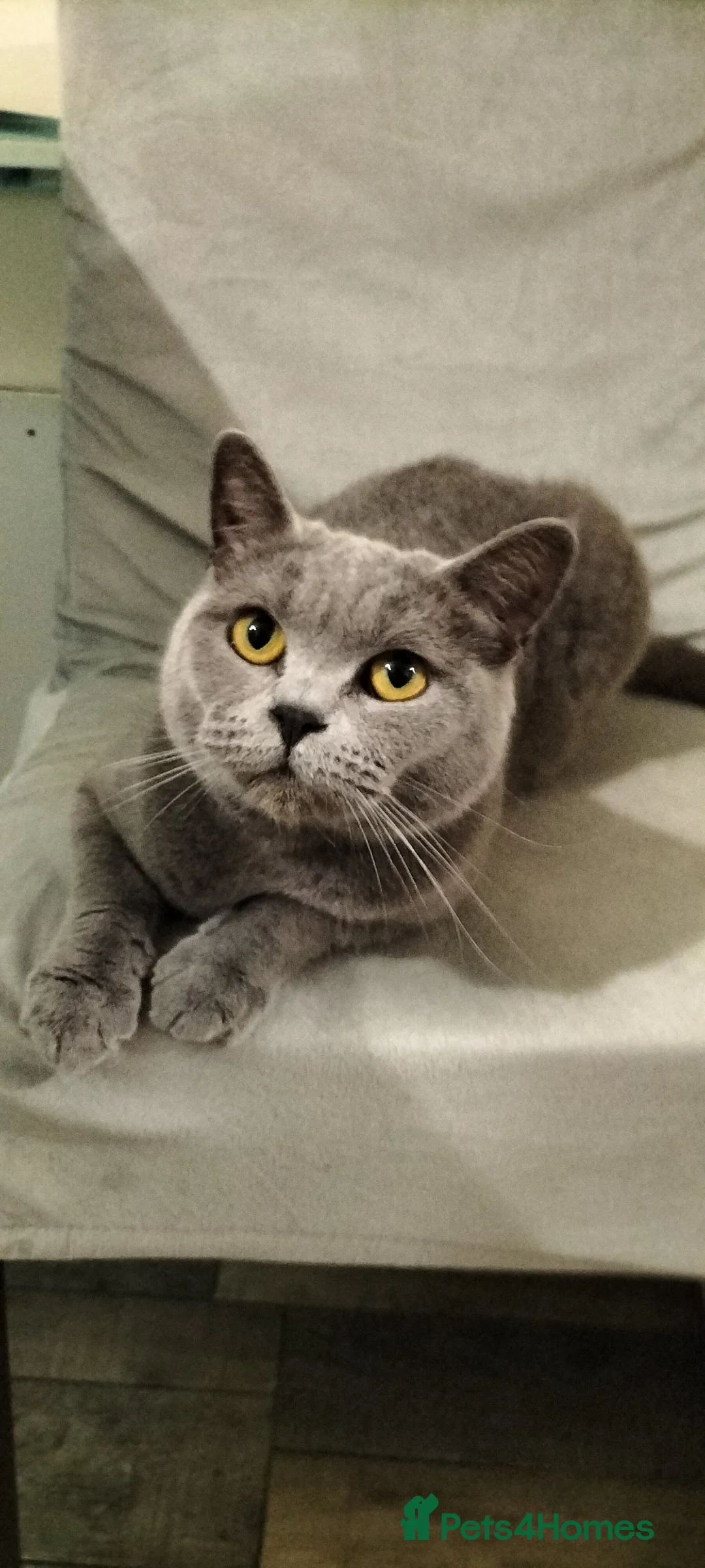 British Shorthair cats for sale: Beautiful Pedigree British Shorthair kittens  - Advert 8