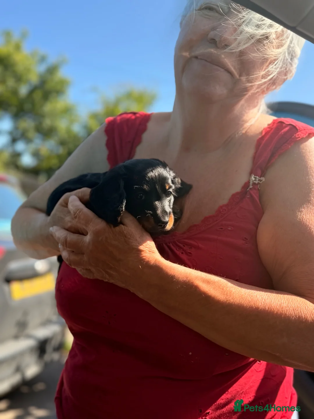 Miniature Dachshund dogs for sale: Miniture dachounds  in Bruton - Advert 2