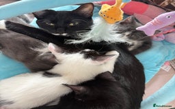 Domestic Shorthair cats for sale: Kittens - Image 12